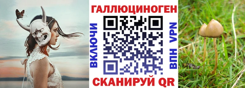 Псилоцибиновые грибы Psilocybine cubensis  Черкесск 