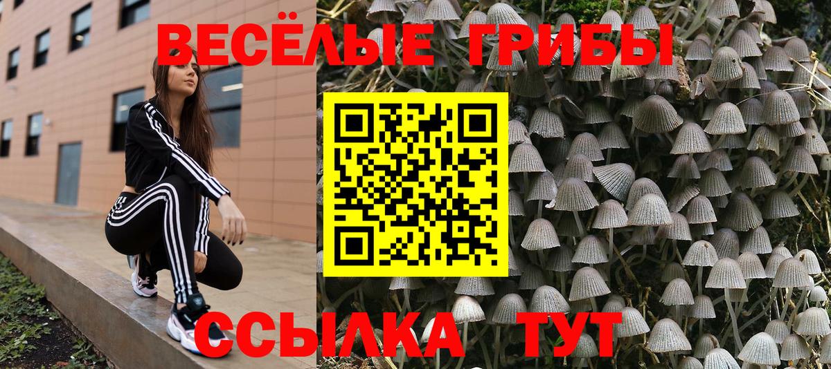 Галлюциногенные грибы Psilocybe Черкесск